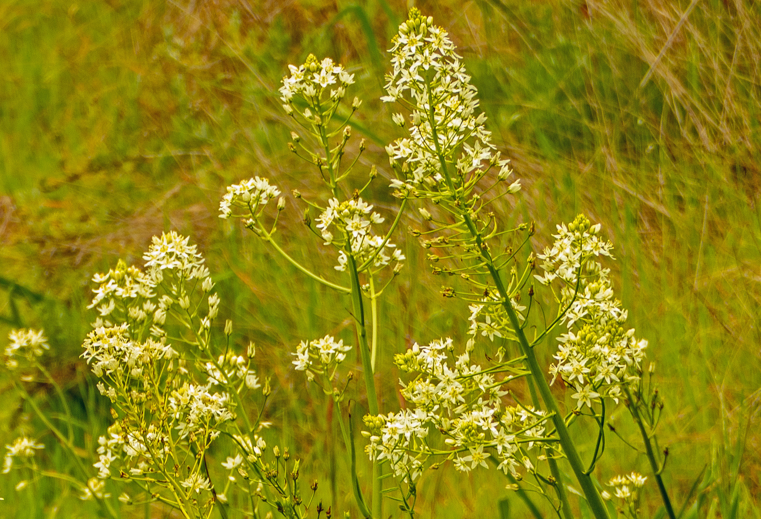 White wildflowers_P1140801.jpg